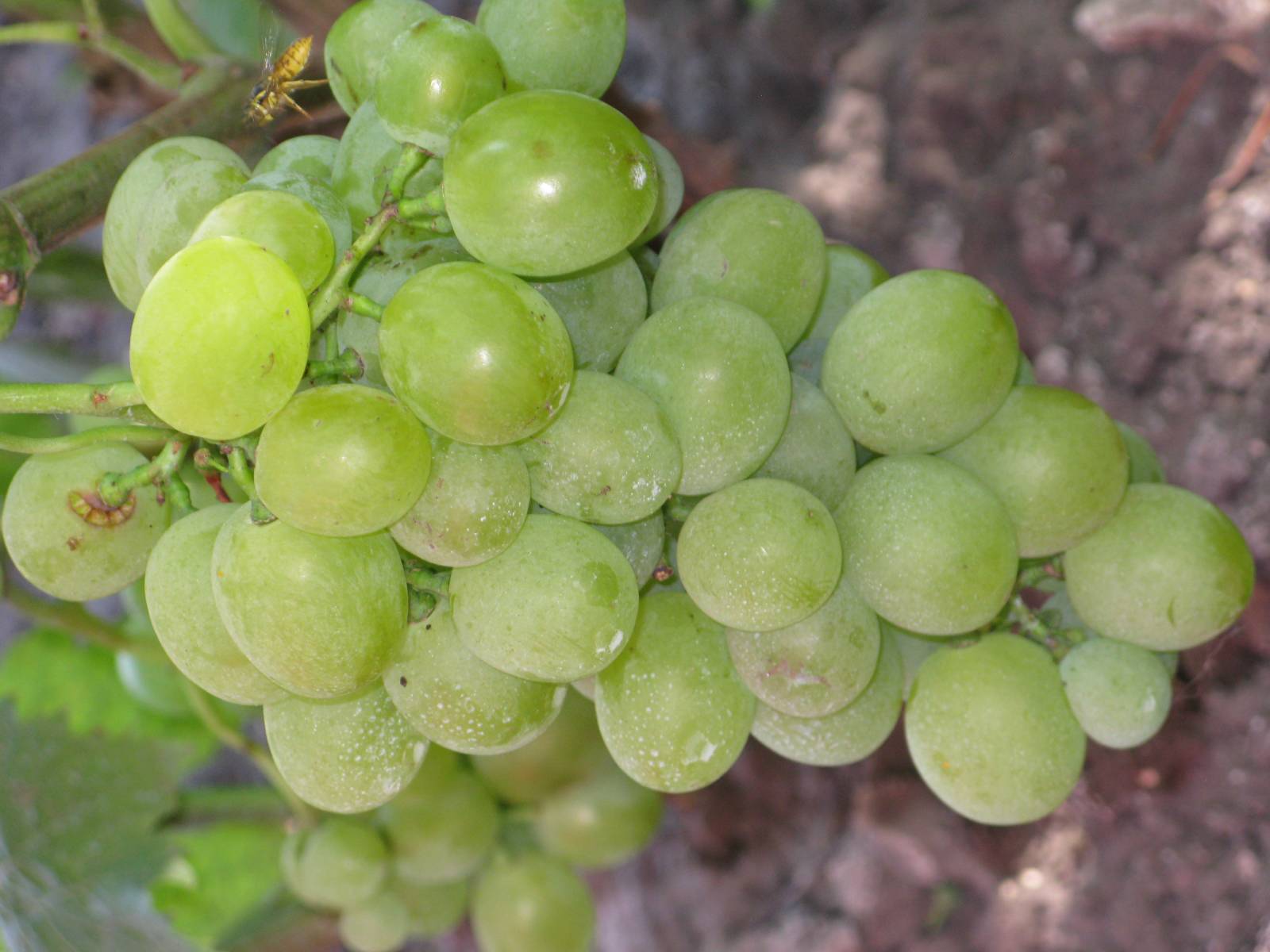 Виноград плодовый белое чудо