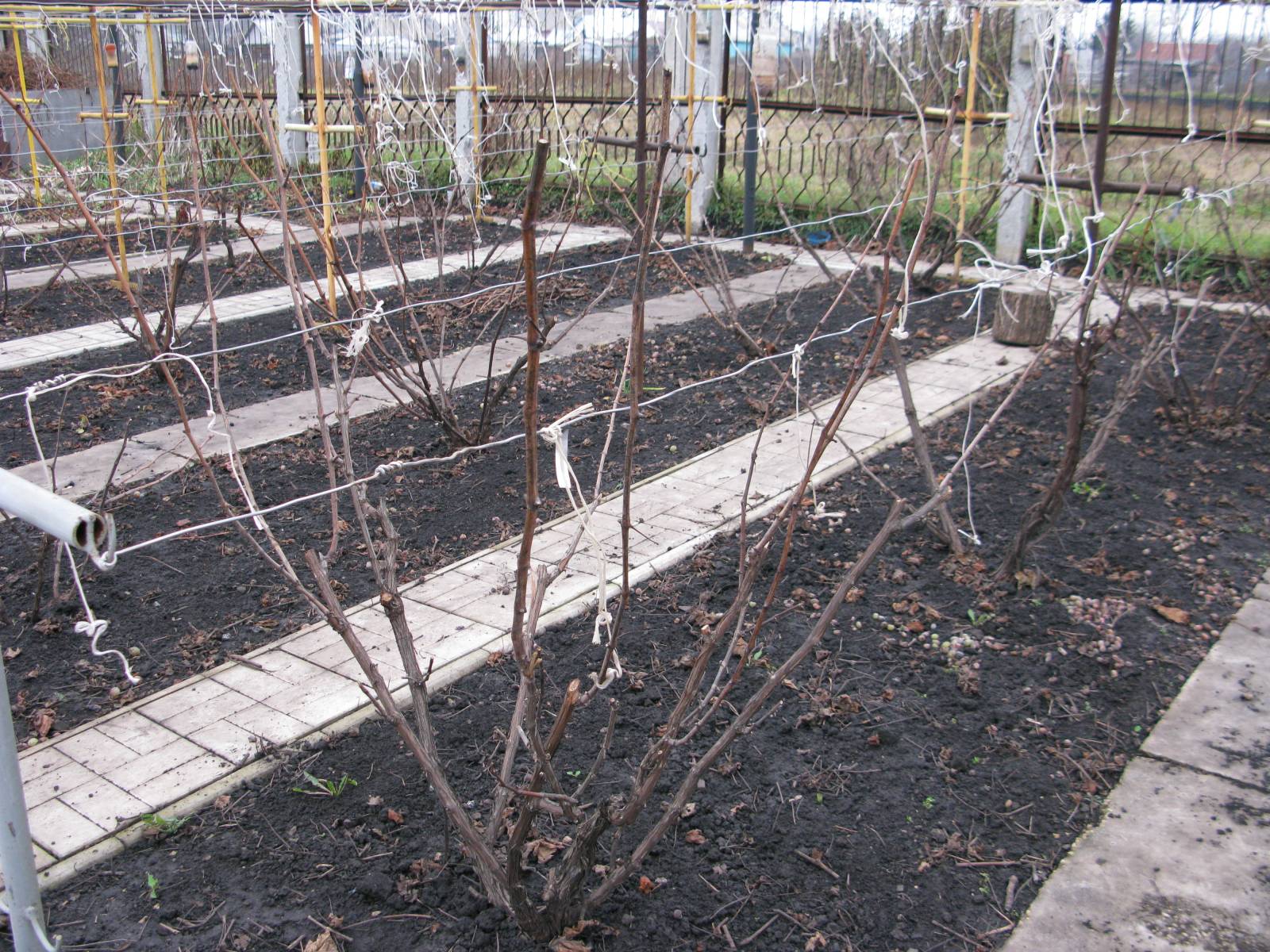 виноград уход и выращивание обрезка